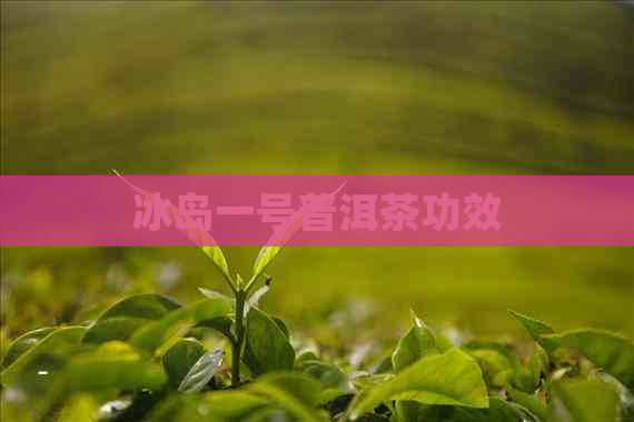 冰岛一号普洱茶功效