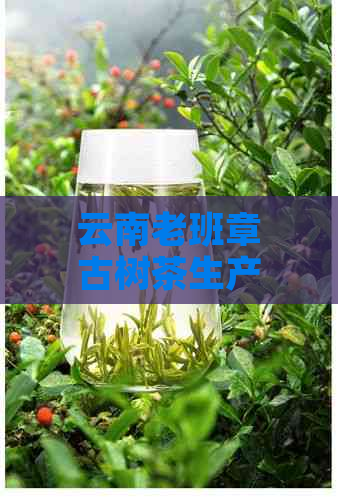 云南老班章古树茶生产厂家