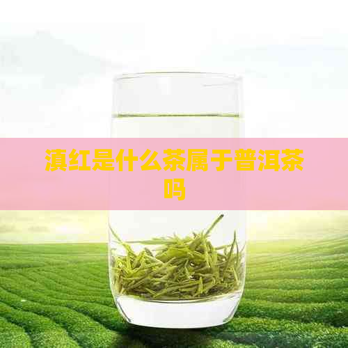 滇红是什么茶属于普洱茶吗