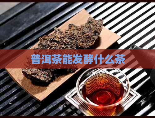 普洱茶能发酵什么茶