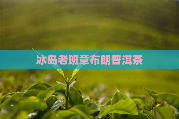 冰岛老班章布朗普洱茶