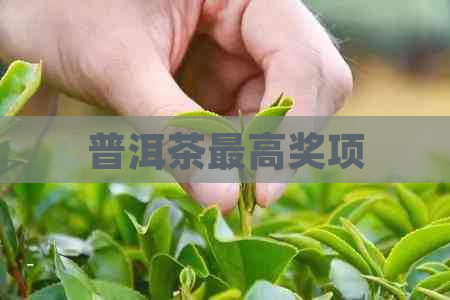 普洱茶更高奖项