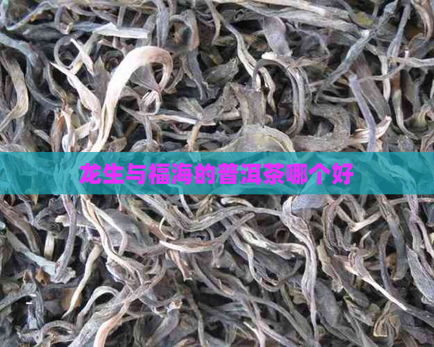 龙生与福海的普洱茶哪个好