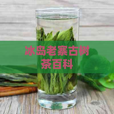 冰岛老寨古树茶百科