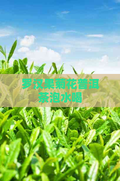 罗汉果菊花普洱茶泡水喝