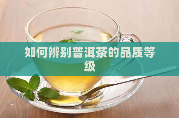 如何辨别普洱茶的品质等级