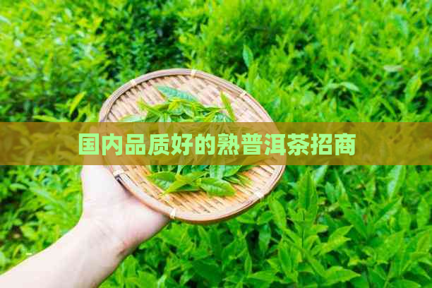 国内品质好的熟普洱茶招商