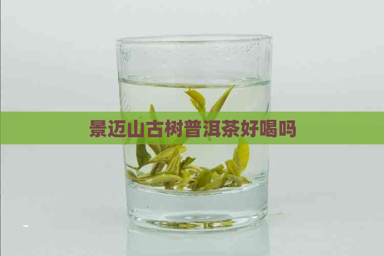 景迈山古树普洱茶好喝吗