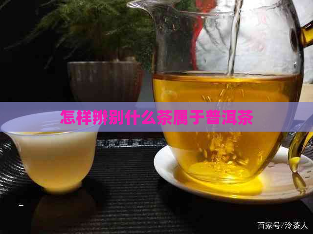 怎样辨别什么茶属于普洱茶