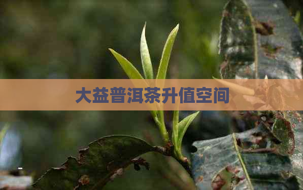 大益普洱茶升值空间