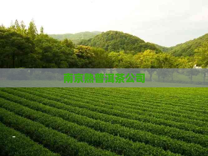 南京熟普洱茶公司