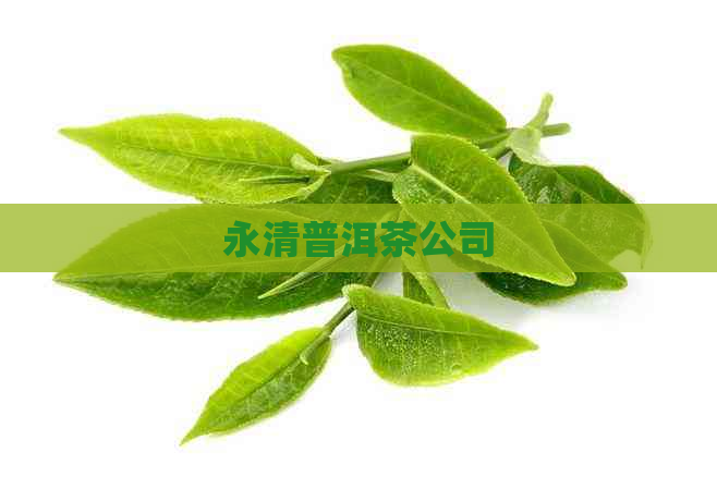 永清普洱茶公司