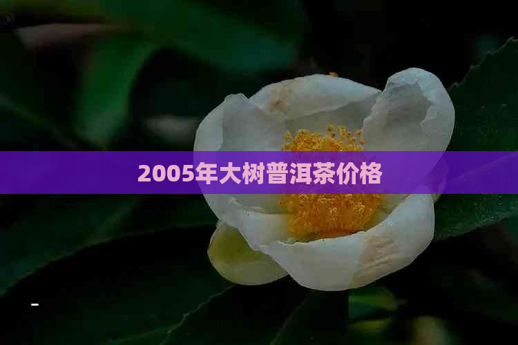 2005年大树普洱茶价格