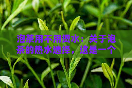 泡茶用不用烫水：关于泡茶的热水选择，这是一个值得探讨的问题。