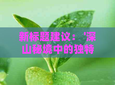 新标题建议： '深山秘境中的独特红茶：山水之间野生红茶的故事'