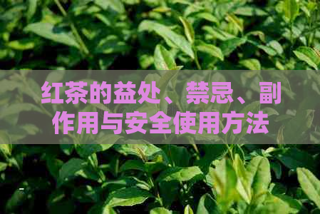 红茶的益处、禁忌、副作用与安全使用方法：一篇全面的指南