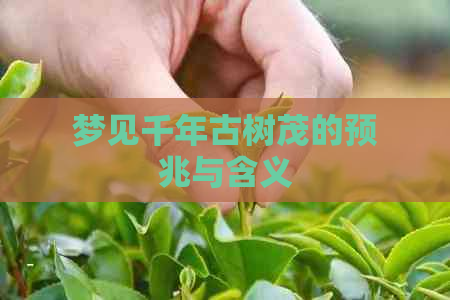 梦见千年古树茂的预兆与含义