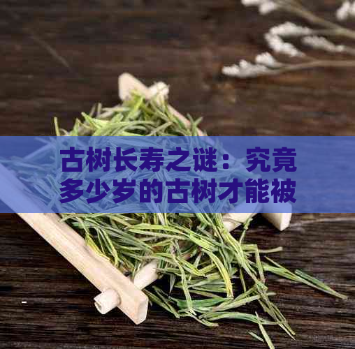 古树长寿之谜：究竟多少岁的古树才能被称为古树？