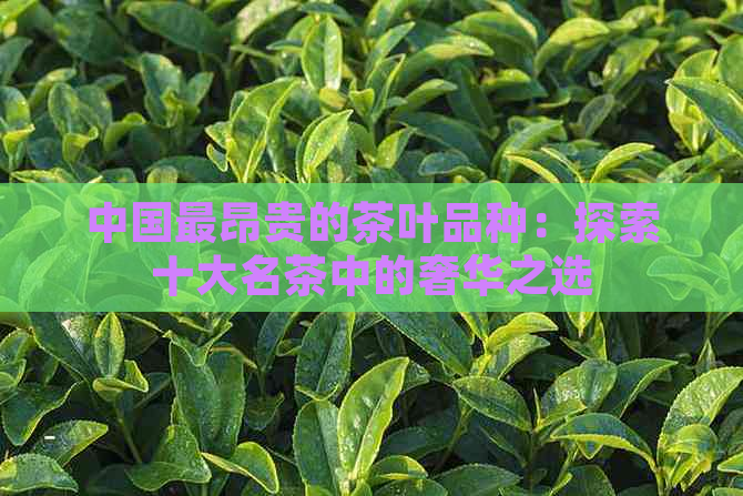 中国最昂贵的茶叶品种：探索十大名茶中的奢华之选