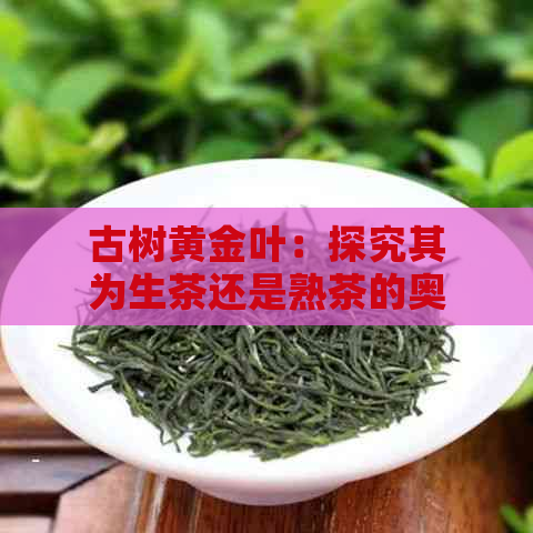 古树黄金叶：探究其为生茶还是熟茶的奥秘