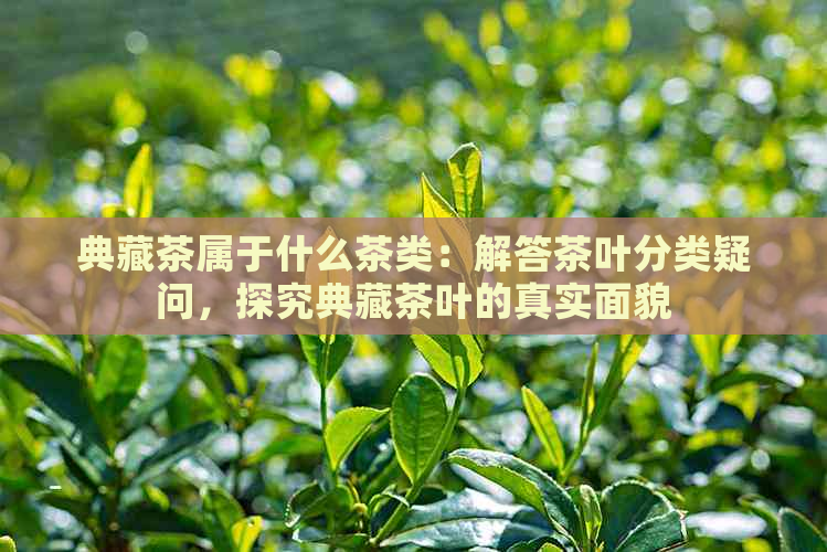 典藏茶属于什么茶类：解答茶叶分类疑问，探究典藏茶叶的真实面貌