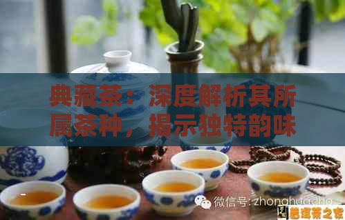 典藏茶：深度解析其所属茶种，揭示独特韵味的茶叶种类