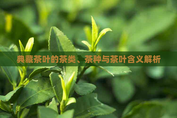 典藏茶叶的茶类、茶种与茶叶含义解析