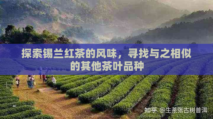 探索锡兰红茶的风味，寻找与之相似的其他茶叶品种