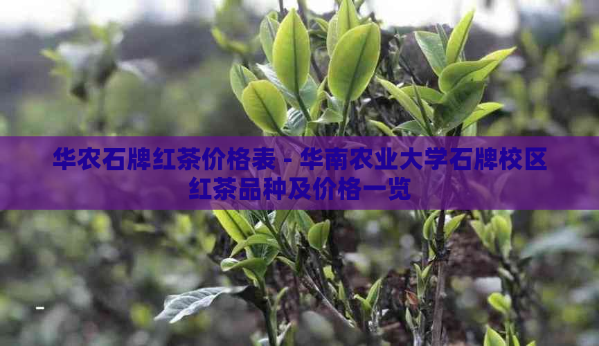 华农石牌红茶价格表 - 华南农业大学石牌校区红茶品种及价格一览