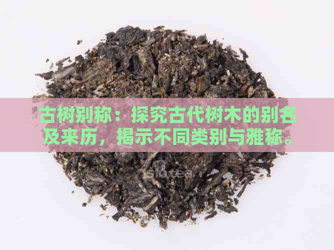 古树别称：探究古代树木的别名及来历，揭示不同类别与雅称。