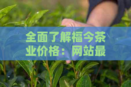 全面了解福今茶业价格：网站最新更新，解答您的所有疑问