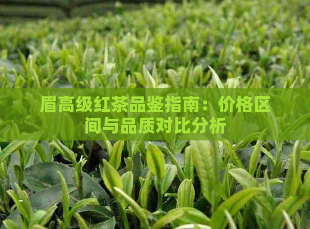 眉高级红茶品鉴指南：价格区间与品质对比分析