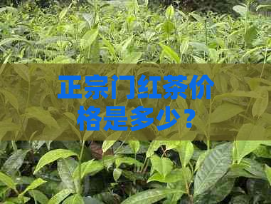 正宗门红茶价格是多少？