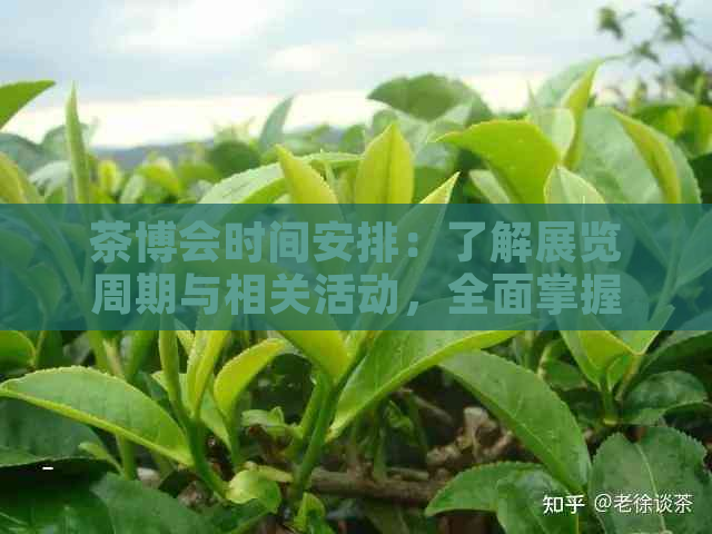 茶博会时间安排：了解展览周期与相关活动，全面掌握茶文化会