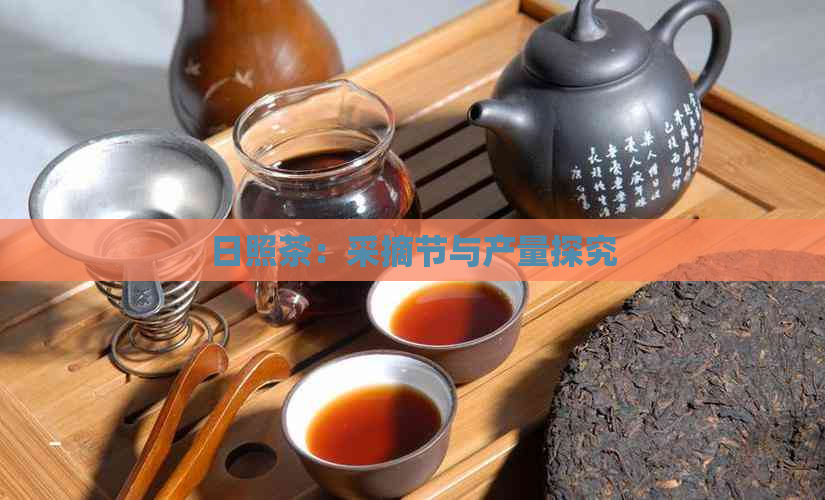 日照茶：采摘节与产量探究