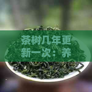 茶树几年更新一次：养活技巧大汇总