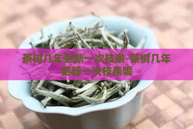 茶树几年更新一次枝条-茶树几年更新一次枝条呢