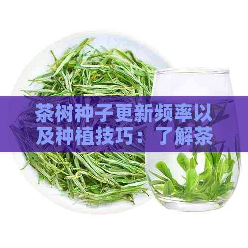 茶树种子更新频率以及种植技巧：了解茶树生长周期以提高种植成功率