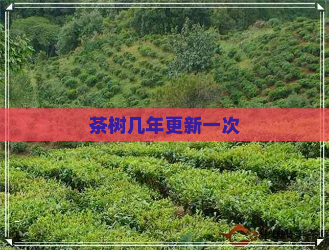 茶树几年更新一次