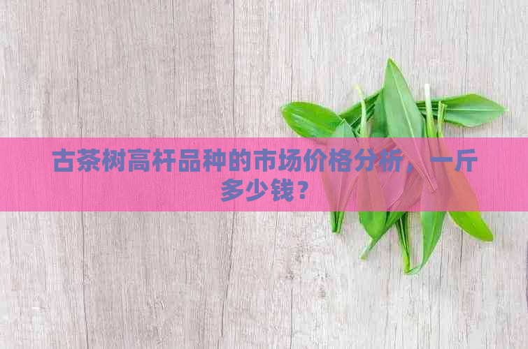 古茶树高杆品种的市场价格分析，一斤多少钱？