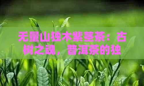 无量山独木紫茎茶：古树之魂，普洱茶的独特魅力