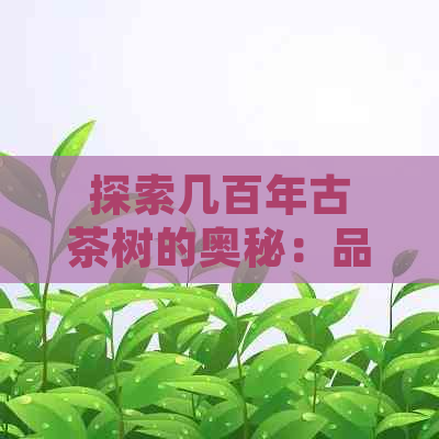 探索几百年古茶树的奥秘：品种、生长环境、茶叶品质及保健功效全方位解析