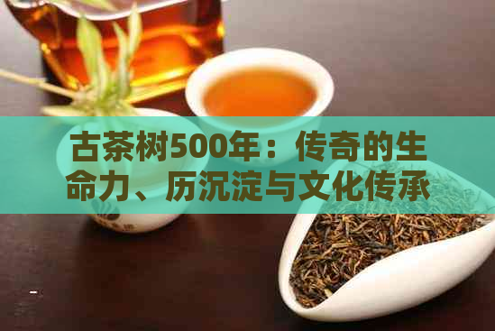 古茶树500年：传奇的生命力、历沉淀与文化传承