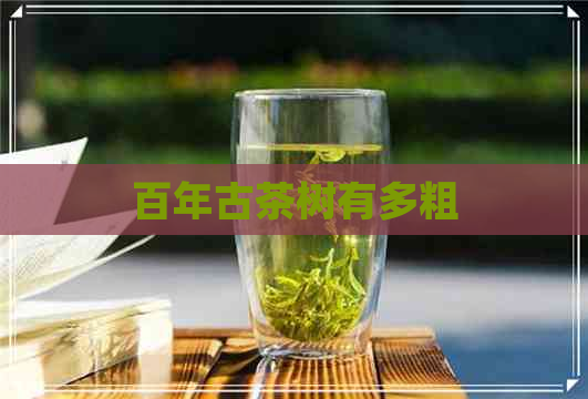 百年古茶树有多粗