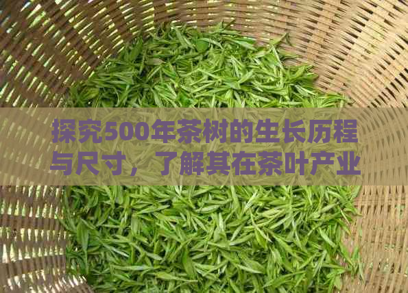 探究500年茶树的生长历程与尺寸，了解其在茶叶产业中的重要性