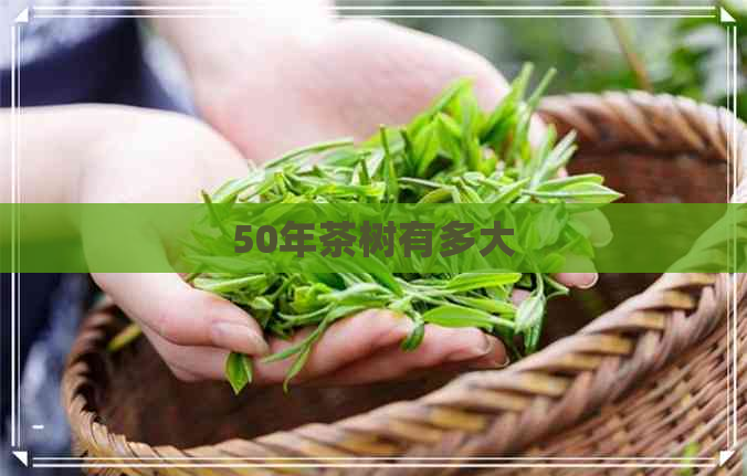 50年茶树有多大