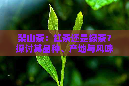 梨山茶：红茶还是绿茶？探讨其品种、产地与风味特点