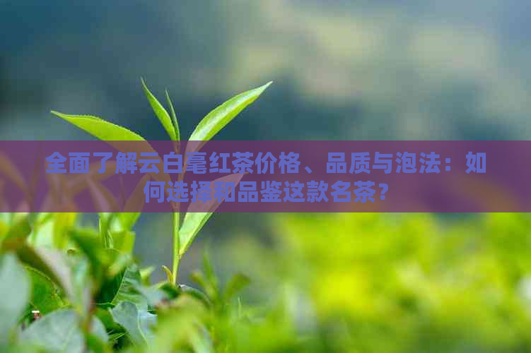 全面了解云白毫红茶价格、品质与泡法：如何选择和品鉴这款名茶？