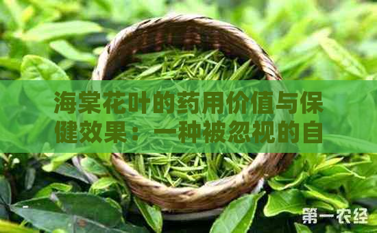 海棠花叶的药用价值与保健效果：一种被忽视的自然宝藏