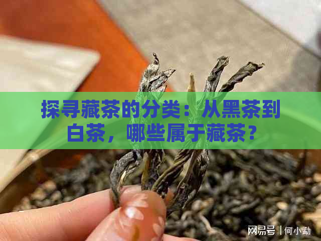 探寻藏茶的分类：从黑茶到白茶，哪些属于藏茶？